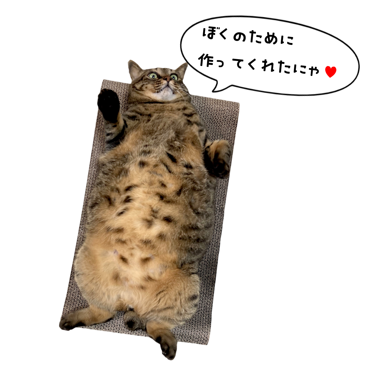 nyankoyado's tweet photo. にゃんこの宿が出来たワケ。 https://t.co/VsrDsBqDVm