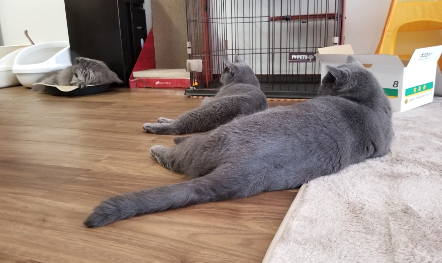 横たわる猫 Twitter Search Twitter