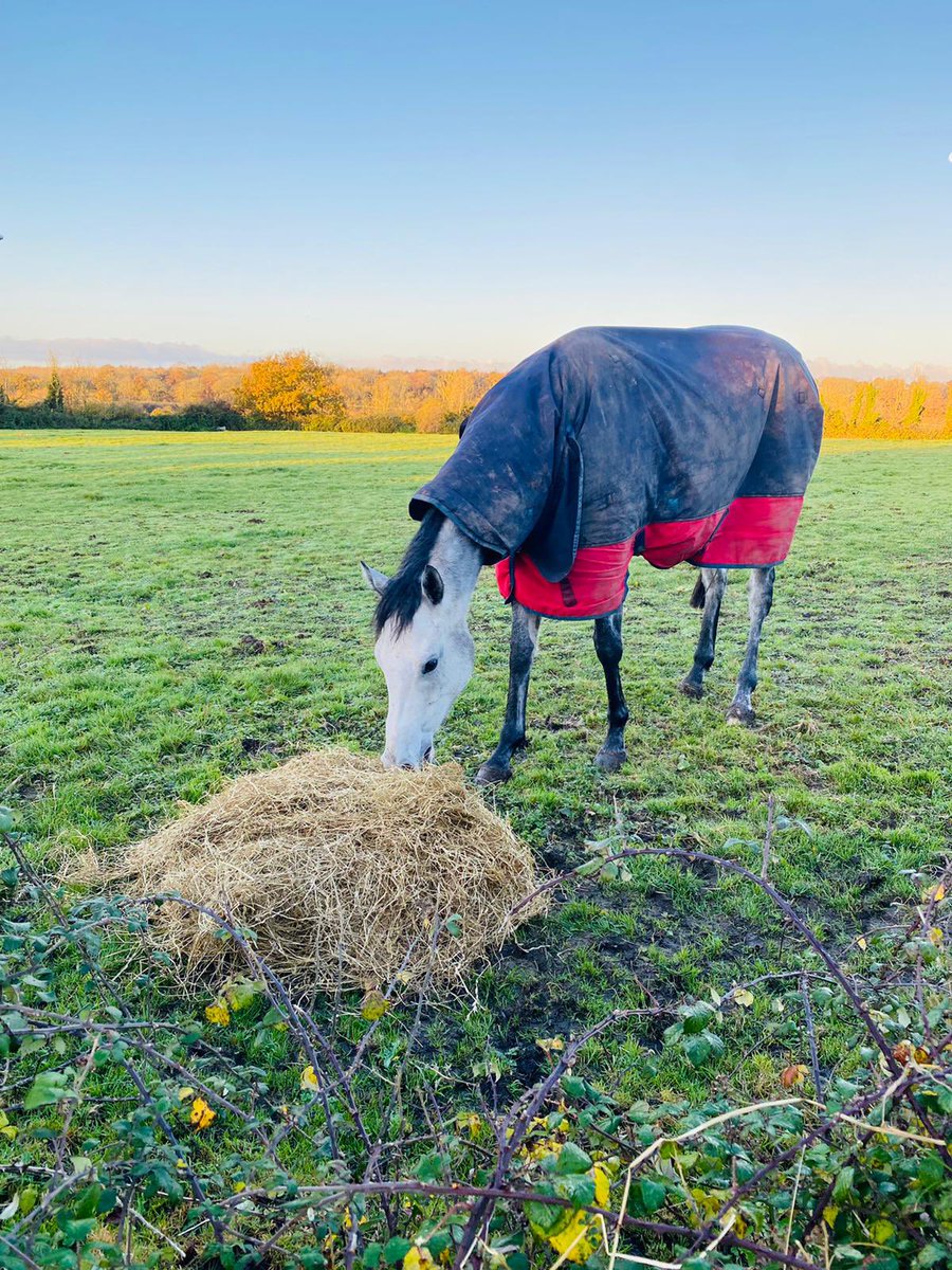 MBlakeRacing's tweet photo. Beautiful Sunday morning at Staverton Farm 🐎
Posh Girl enjoying turnout with the sun shinning on her back ☀️
#happyhorses #sundaymorningbreakfast #stavertonfarm #trainyourhorsewithus https://t.co/jqN9QP6EvU