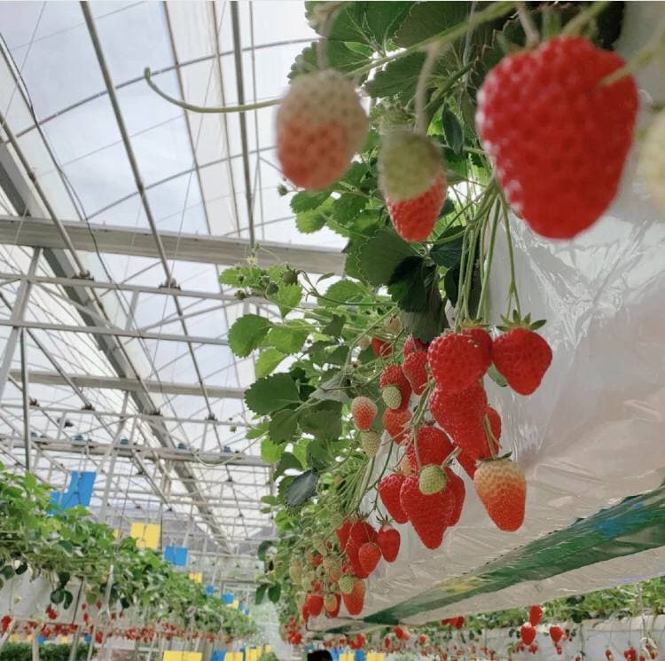 aa69396203's tweet photo. Strawberries in this season are really sweet. https://t.co/qAbwLP2ALi
