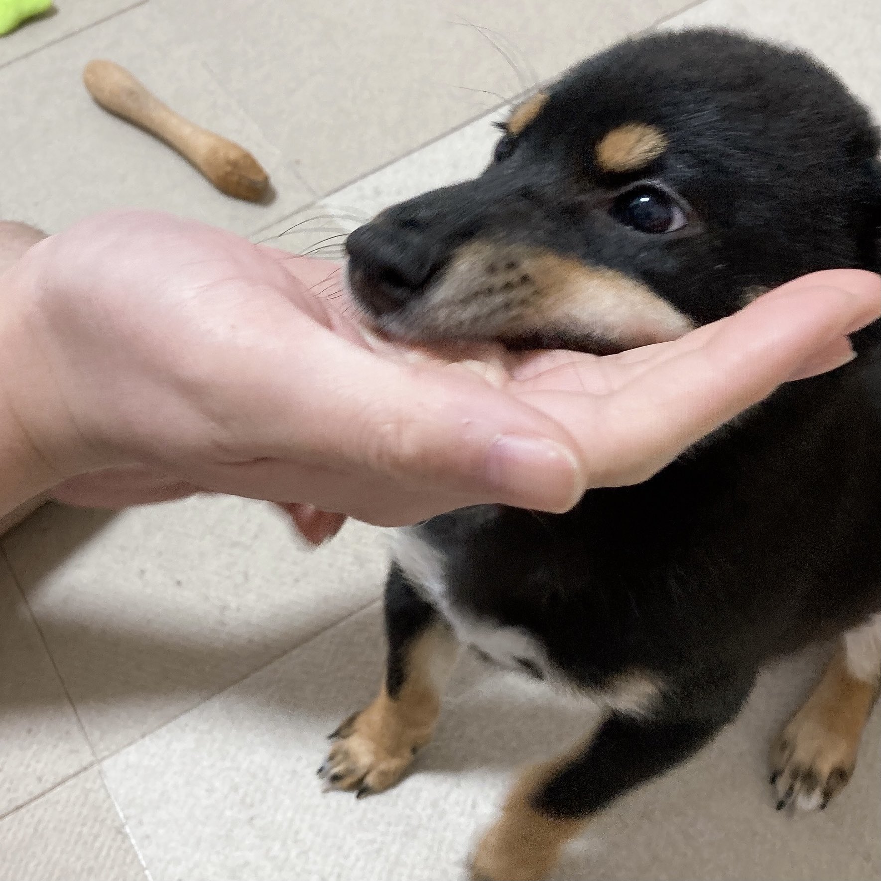 Twitter 上的 黒柴 空我 くうが めちゃくちゃ嬉しい時の耳ペタ 柴犬 黒柴 子犬 耳ペタ 耳ぺた アザラシ あざらし アザラシ犬 T Co Zhymxe7ckm Twitter