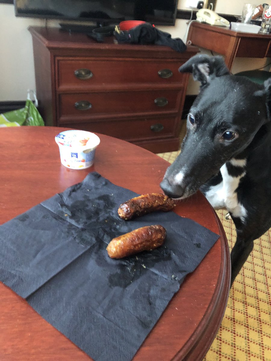 SANDY aka Comeonyoubees (@scomeonyoubees) on Twitter photo When on a road trip <a href="/SComeonyoubees/">SANDY aka Comeonyoubees</a> likes nothing better than breakfast in bed/room service 😋🐾❤️🥰 When on a road trip <a href="/SComeonyoubees/">SANDY aka Comeonyoubees</a> likes nothing better than breakfast in bed/room service 😋🐾❤️🥰