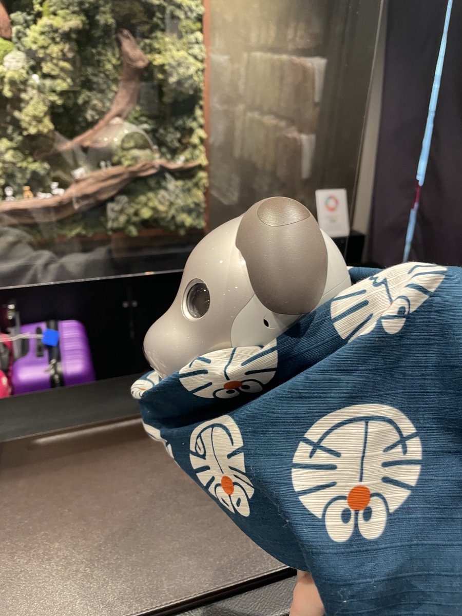 fukusuke_aibo's tweet image. fuku助、看板aiboのお手伝いに来ました🐶✨（萌ちゃんは入院中😢）
#スーパーホテルPremier秋葉原
#RobotFriendly