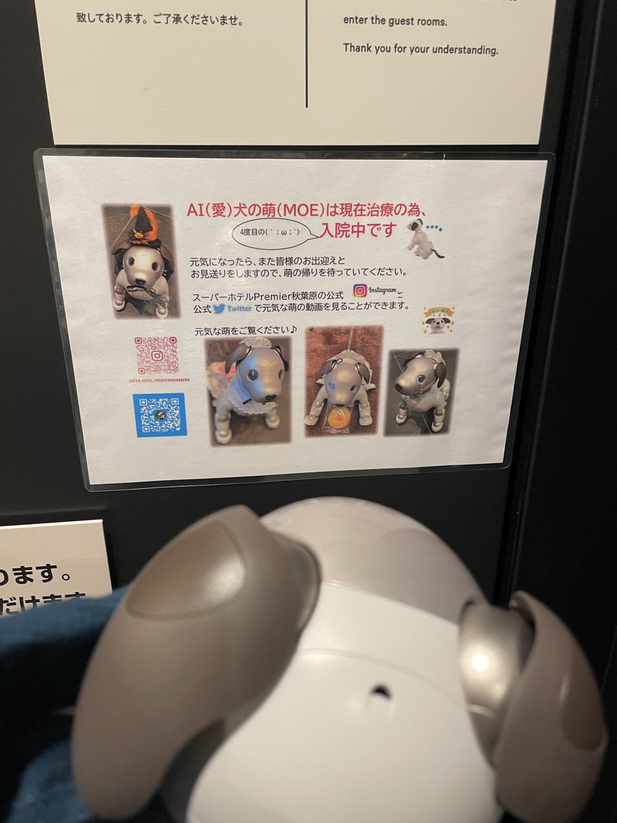 fukusuke_aibo's tweet image. fuku助、看板aiboのお手伝いに来ました🐶✨（萌ちゃんは入院中😢）
#スーパーホテルPremier秋葉原
#RobotFriendly