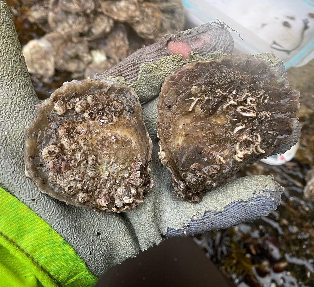MaorachBeag's tweet photo. Back on the farm after some recent field survey work looking for #nativeoysters. It was time to sort through a few of my own! These guys are 100% sustainable and farm grown. We do not harvest any fragile wild beds #oysters #scottishshellfish https://t.co/FellWfQPT8