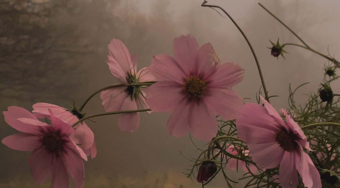WaltzGarden's tweet photo. Winter Pink Cosmos https://t.co/AhgtcOcG2Y
