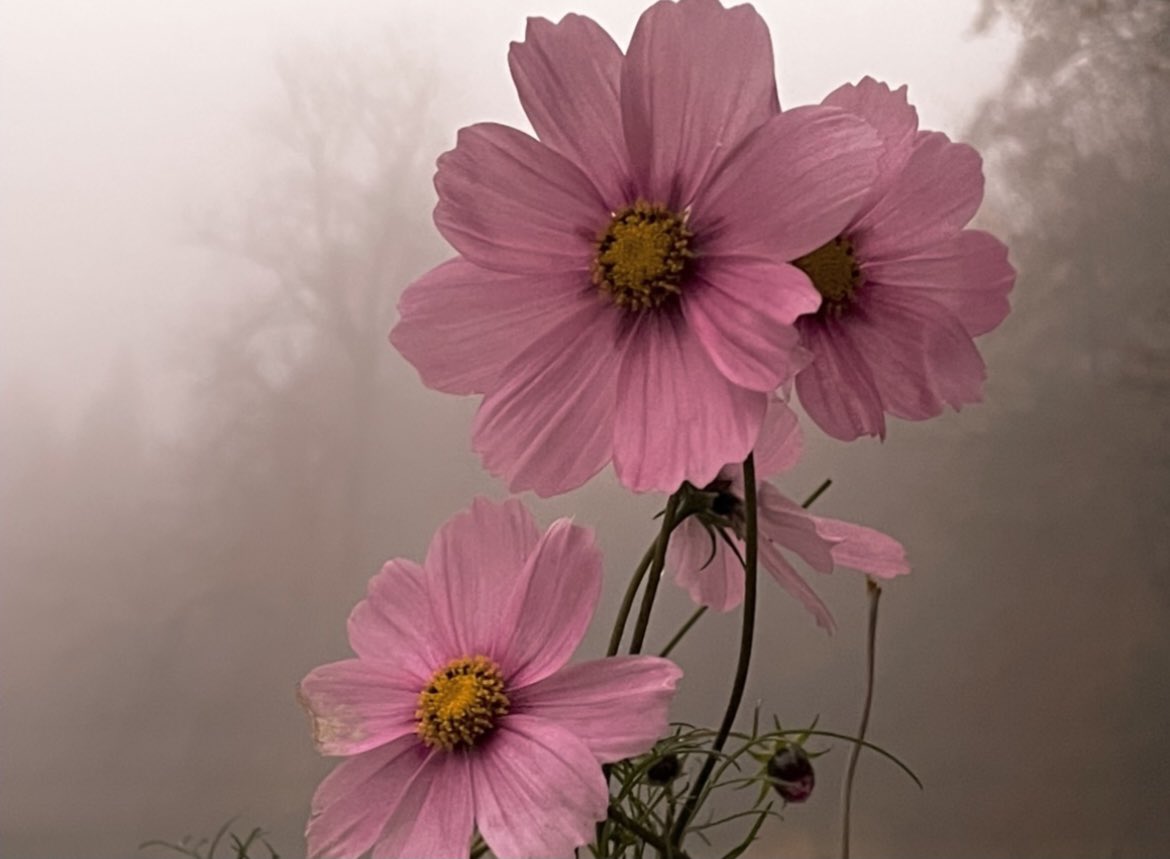 WaltzGarden's tweet photo. Winter Pink Cosmos https://t.co/AhgtcOcG2Y