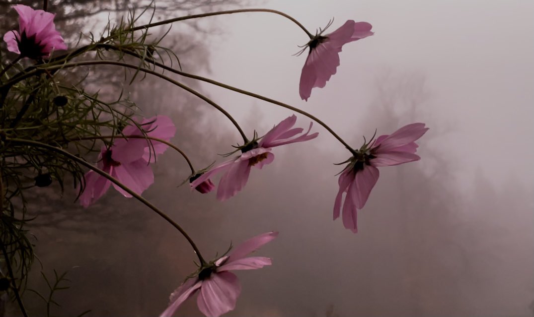 WaltzGarden's tweet photo. Winter Pink Cosmos https://t.co/AhgtcOcG2Y