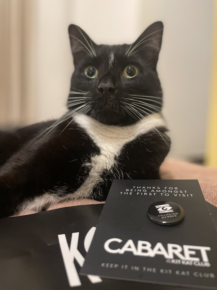 deanjohnsonuk's tweet image. “What do you mean it’s not actually a club for cats??” @kitkatclubLDN