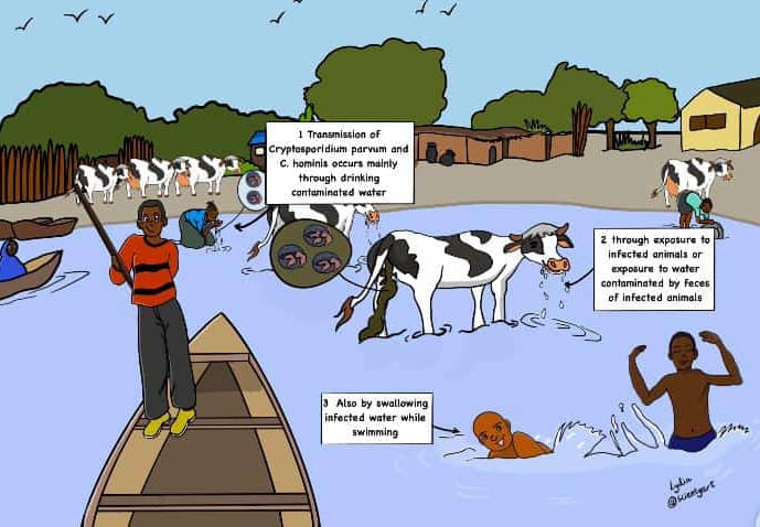 SenyoBotchie's tweet photo. #Cryptosporidiosis (Crypto) is a disease that causes watery diarrhea. It is caused by the microscopic parasite, #Cryptosporidium. Underaged children and immunocompromised people are mostly at risk.
The illustration by @lyd_okyere #OneHealth #HumanCrypto #C.parvum #C.hominis๐ฌ๐ญ๐ด๓ ง๓ ข๓ ณ๓ ฃ๓ ด๓ ฟ https://t.co/MwW542KSqf