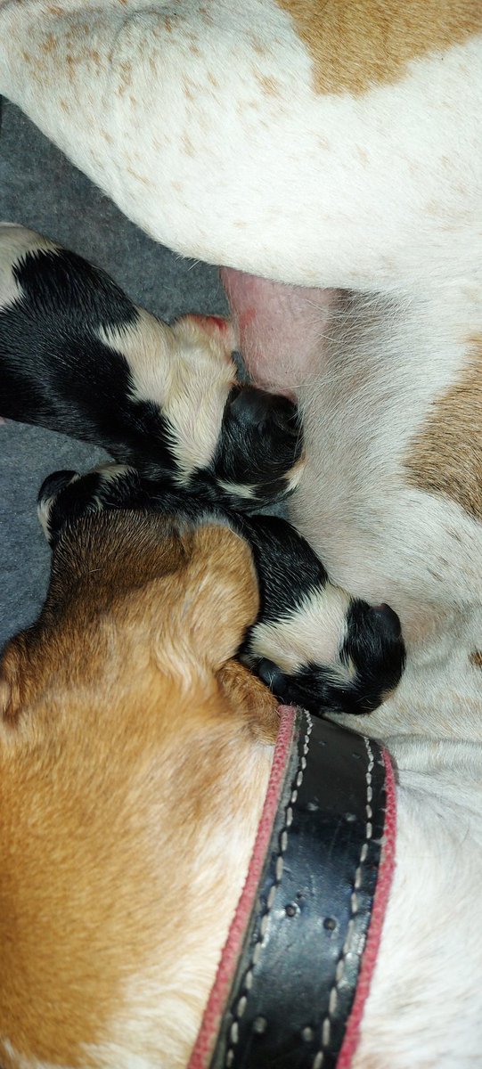 AndTorran's tweet image. My baby's arrived