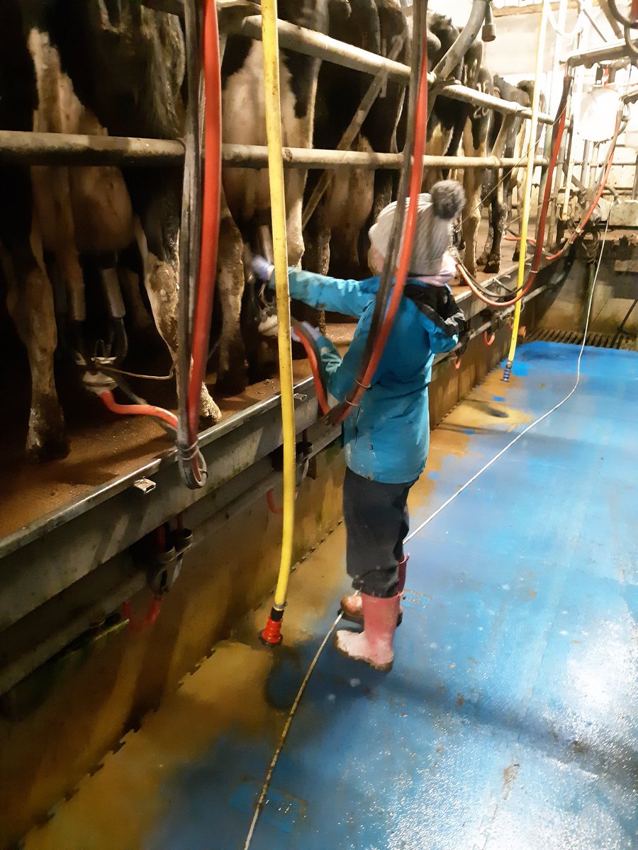 The winter training has started for camogie and football. 11yr old and well able for milking. Girls can do it too!!!