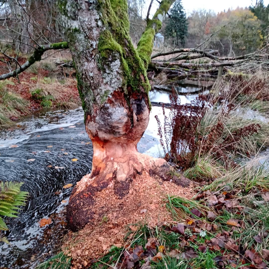PerthshireWild's tweet photo. #Beaver engineering - a few pics from a tour this week. Tree felling > fresh young growth great for a wide variety of inverts > excellent woodland mgt! Join our discounted tours using #UPTO50OFF when booking until Feb 18. #beavertours #perthshire #greatdaysout #movedontkill https://t.co/EPLBh9vbWn