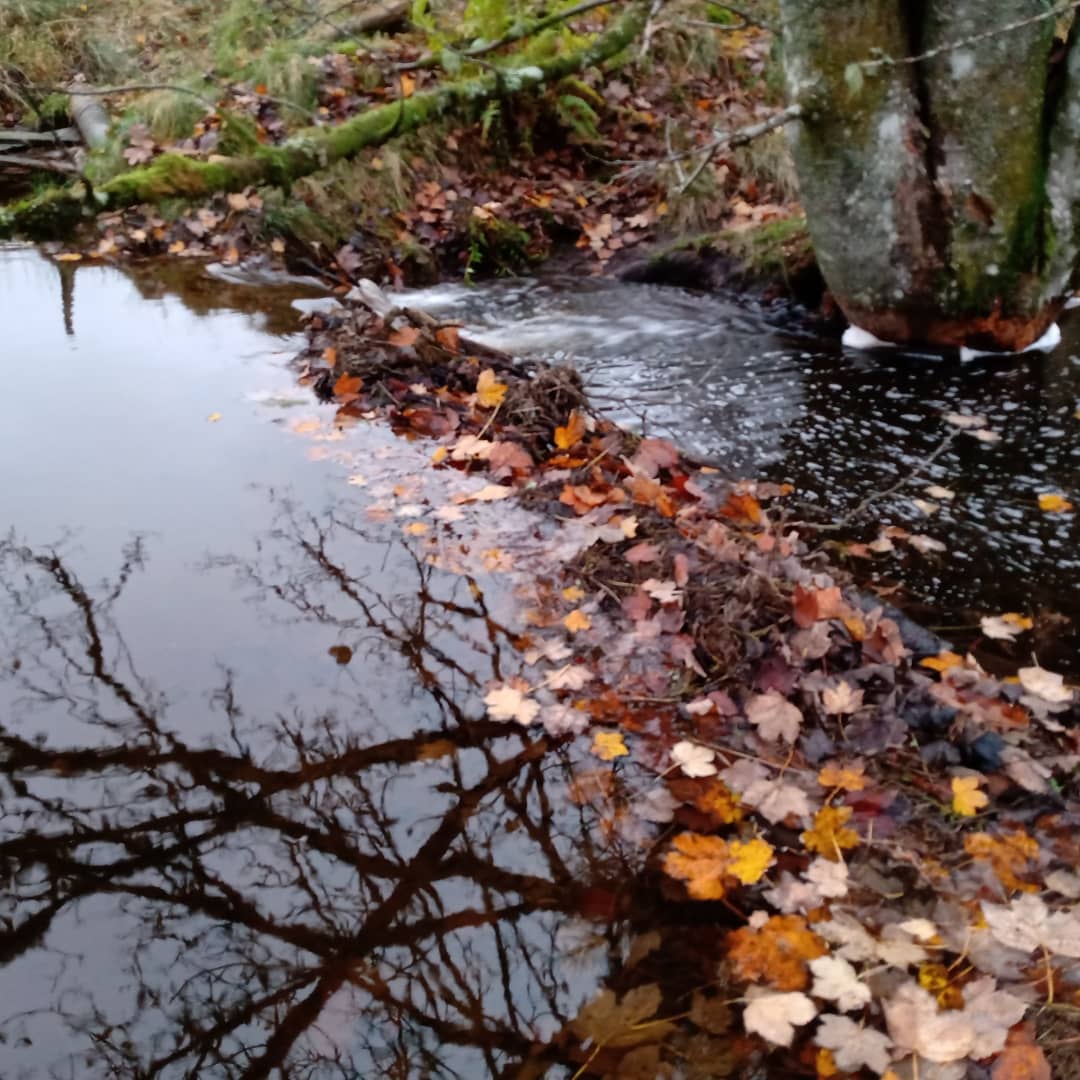 PerthshireWild's tweet photo. #Beaver engineering - a few pics from a tour this week. Tree felling > fresh young growth great for a wide variety of inverts > excellent woodland mgt! Join our discounted tours using #UPTO50OFF when booking until Feb 18. #beavertours #perthshire #greatdaysout #movedontkill https://t.co/EPLBh9vbWn