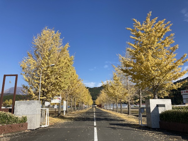 裸子植物 Twitter Search Twitter