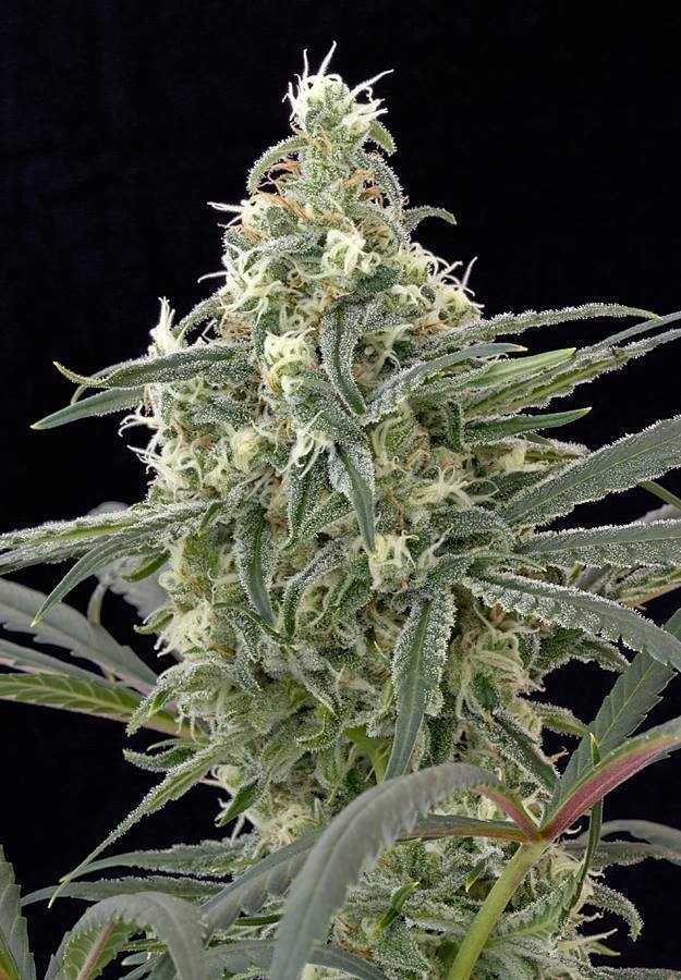 CannabisTrainU's tweet photo. #legalize #legalization #cannabislaws #weedlaws #legalizeweed #mmjlaws #marijuanalaws #potlaws #lawyers #weedlawyer #ctu #ganjalaws #cannabiscollege #weedlegalization @cannabistu https://t.co/qrYcbcnD77
