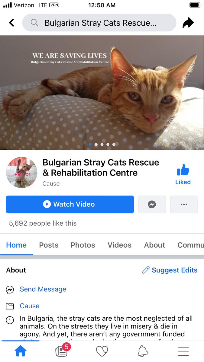 I had no idea that the situation in Bulgaria was so bad that there are so many stray cats and dogs there and the government does nothing.  It may not be a huge problem to the government there, but this should not ever happen today anywhere in the world. #cats #animals