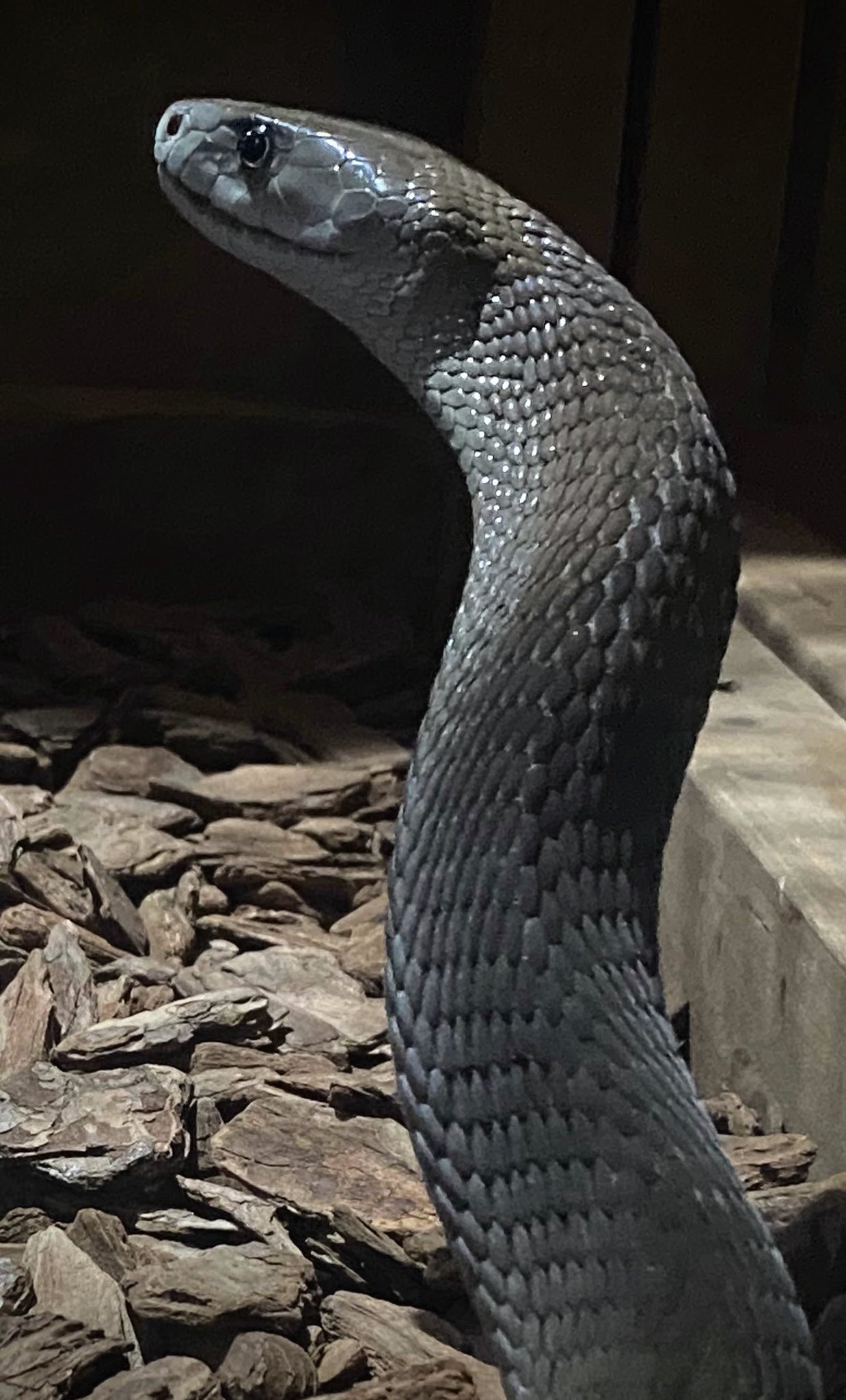 白い象と黒い蛇 白い象と黒い蛇 The jet black snake and the pure white snake