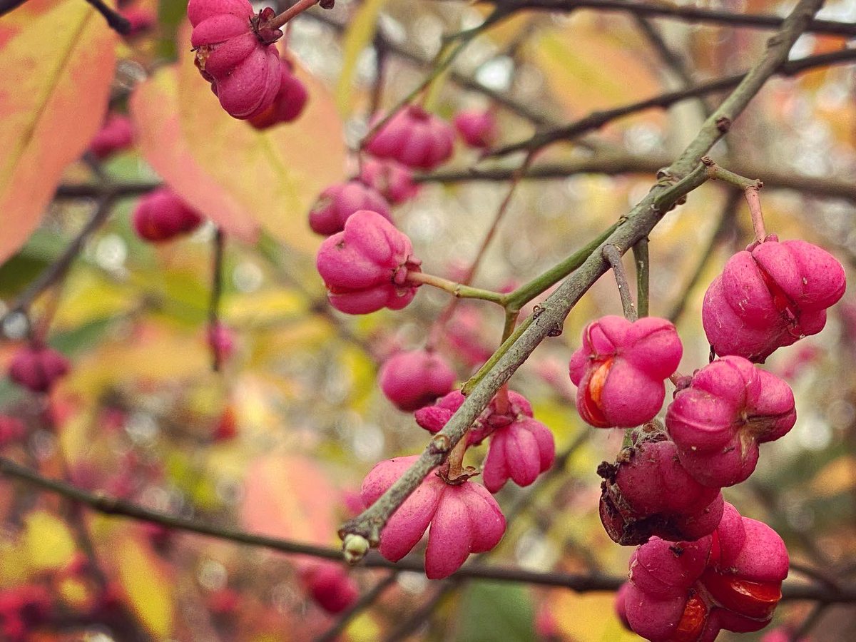 WalkinginKent's tweet photo. Spindle and old mans beard. A glory of autumn colour.

#spindle #spindleberries #oldmansbeard #cleantis #spindletree #petham #Canterbury #autumnwalk  #kent #kentaonb #kentdowns #kentareaofnaturalbeauty  #fields #kentcountryside #kentlandscape #landscapephotography #landscape https://t.co/9adw9mryEG