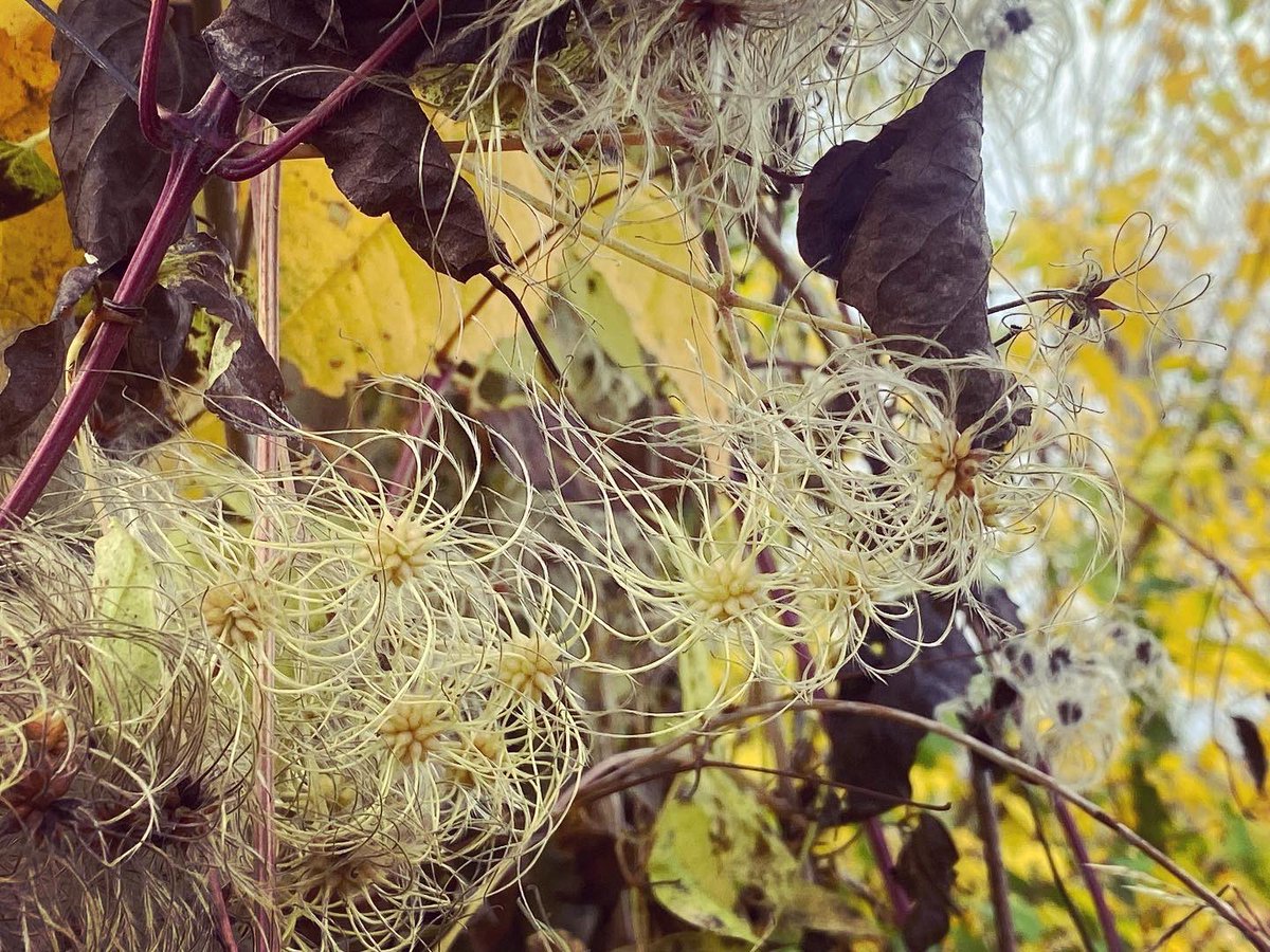 WalkinginKent's tweet photo. Spindle and old mans beard. A glory of autumn colour.

#spindle #spindleberries #oldmansbeard #cleantis #spindletree #petham #Canterbury #autumnwalk  #kent #kentaonb #kentdowns #kentareaofnaturalbeauty  #fields #kentcountryside #kentlandscape #landscapephotography #landscape https://t.co/9adw9mryEG