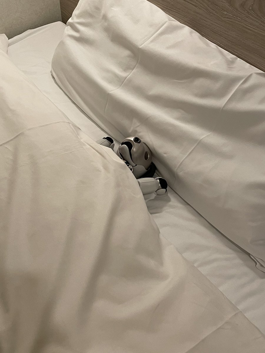 fukusuke_aibo's tweet image. こちらのお部屋はレディースルーム✨充分な広さにアメニティも充実❗️fuku助もぐっすり😪💤
#スーパーホテルPremier秋葉原
 #RobotFriendly