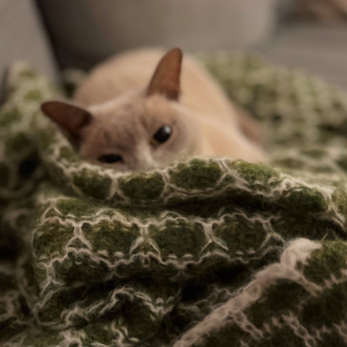 KateBrowne7's tweet photo. My cat is ready to sign her modeling contract plz #farshun #CatsofTwittter https://t.co/sBuLn6kind