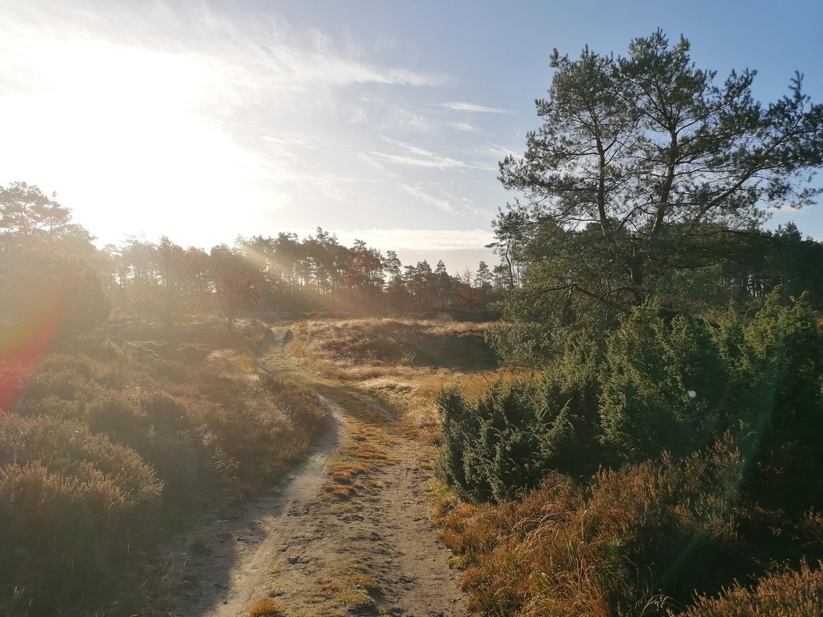 Ochtendzonnetje op de Vierhoutense Heide met de sprookjesachtige jeneverbessen.