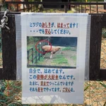 羊のお尻が柵にはまってしまっている!？自分ではめて楽しんでいた!