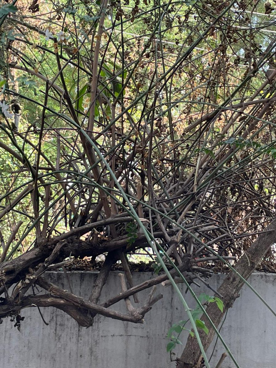aag035's tweet photo. Asked mom if I could help with gardening..Got assigned with TechDebt task 😭 https://t.co/dyi25MePIV