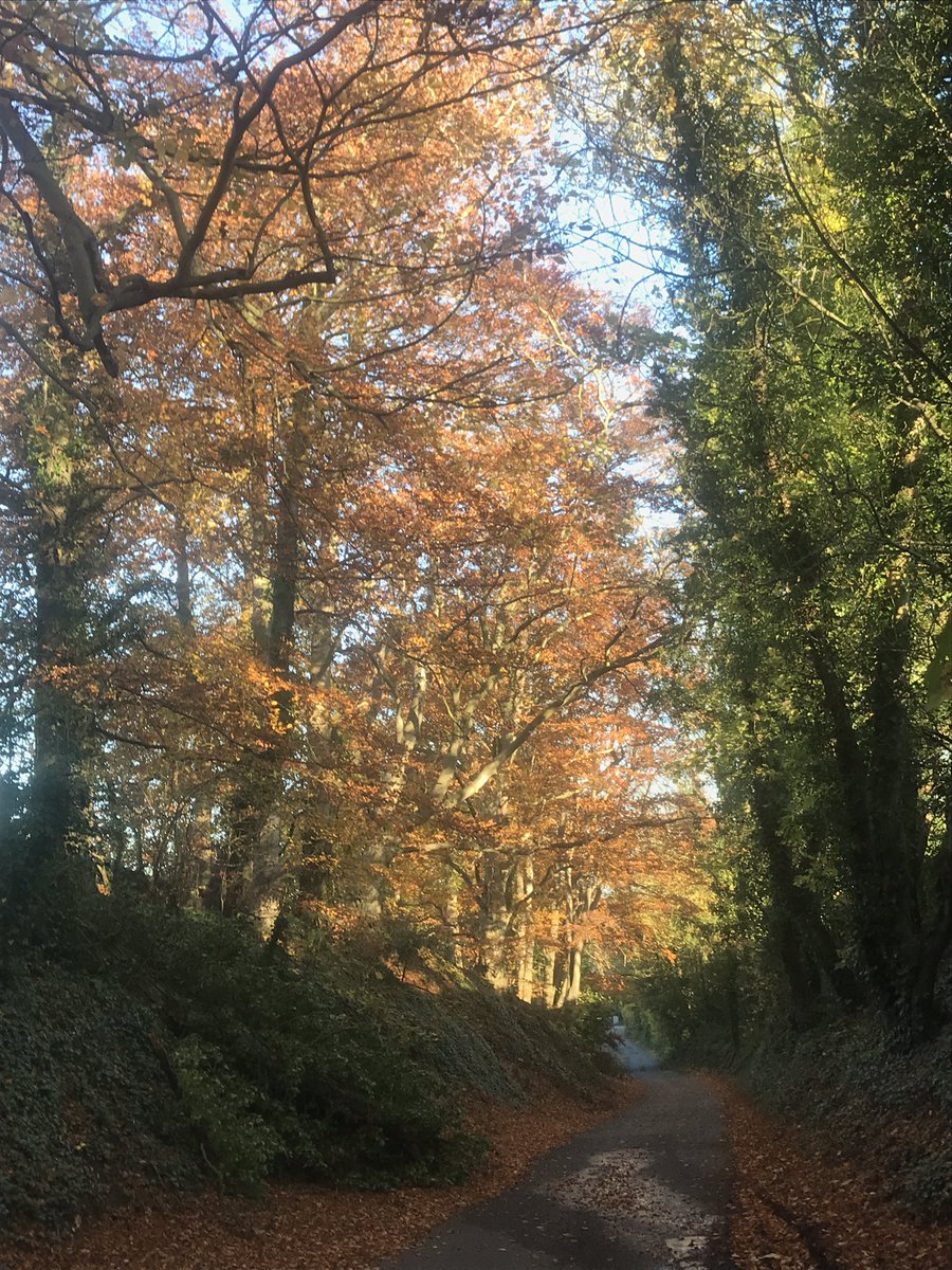 john_m_harvey's tweet photo. @NearbyWild 
@UKNatureAware 
@NatureUK 
@Britnatureguide 
@iNatureUK
@WoodlandTrust 
@BSBIbotany

#autumn still hanging on
#hollowway #upton https://t.co/m7rHjo2zma