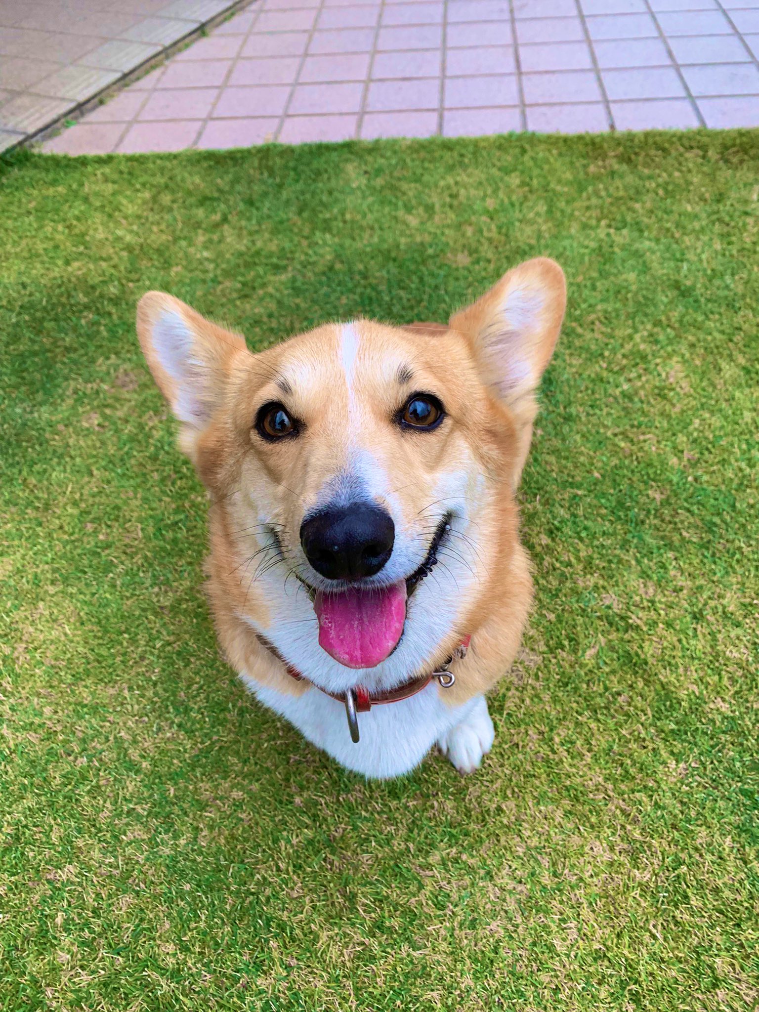 コーギーのメルちゃん Merumeruchannel Twitter