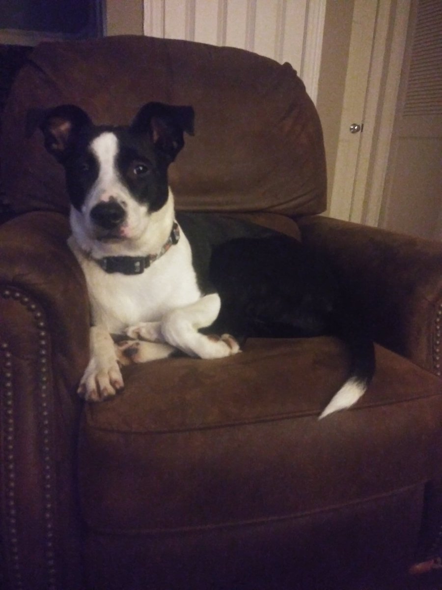 JadeIsMad's tweet photo. @StephenKing Same. This is toby but mom calls him cujo. #ThingofEvil https://t.co/9kQDDnu9Q6