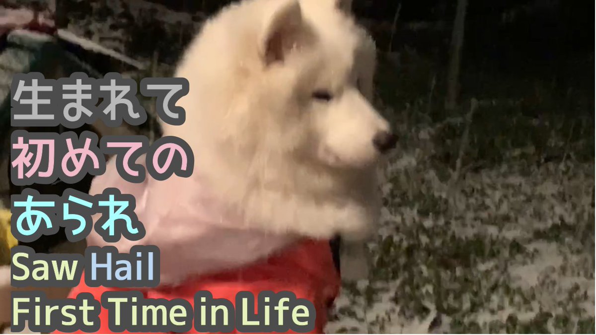 Luckyandcat's tweet photo. CC - あられパクパク Eating Hail  サモエドらっきー７か月 7-Month Samoyed LUCKY #Shorts 生まれて... https://t.co/4vfVH0UsMa via @YouTube #Samoyed #puppy #サモエド #子犬 #霰 #あられ https://t.co/bX7y1QGlZp