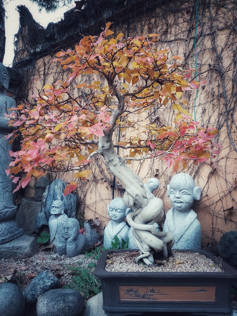 k_sunbee's tweet photo. 오메 가을이 다 가붓네...
Autumn is gone.
#청가 #고홍선 #작업실 #토굴
#K_Sunbee #Atelier https://t.co/RFShbls73m