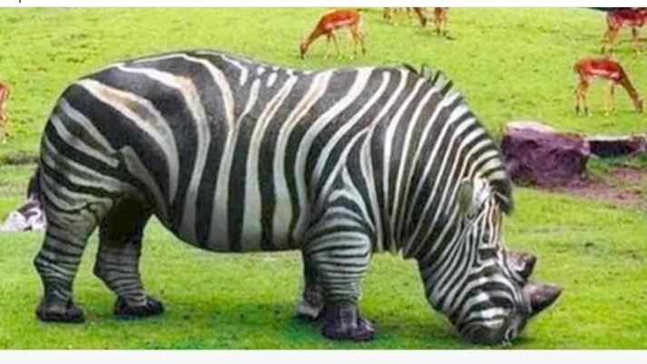 Флоридская пума пума. Задание загадочные животные. Смесь двух животных. Невиданные животные. Зебра животное.