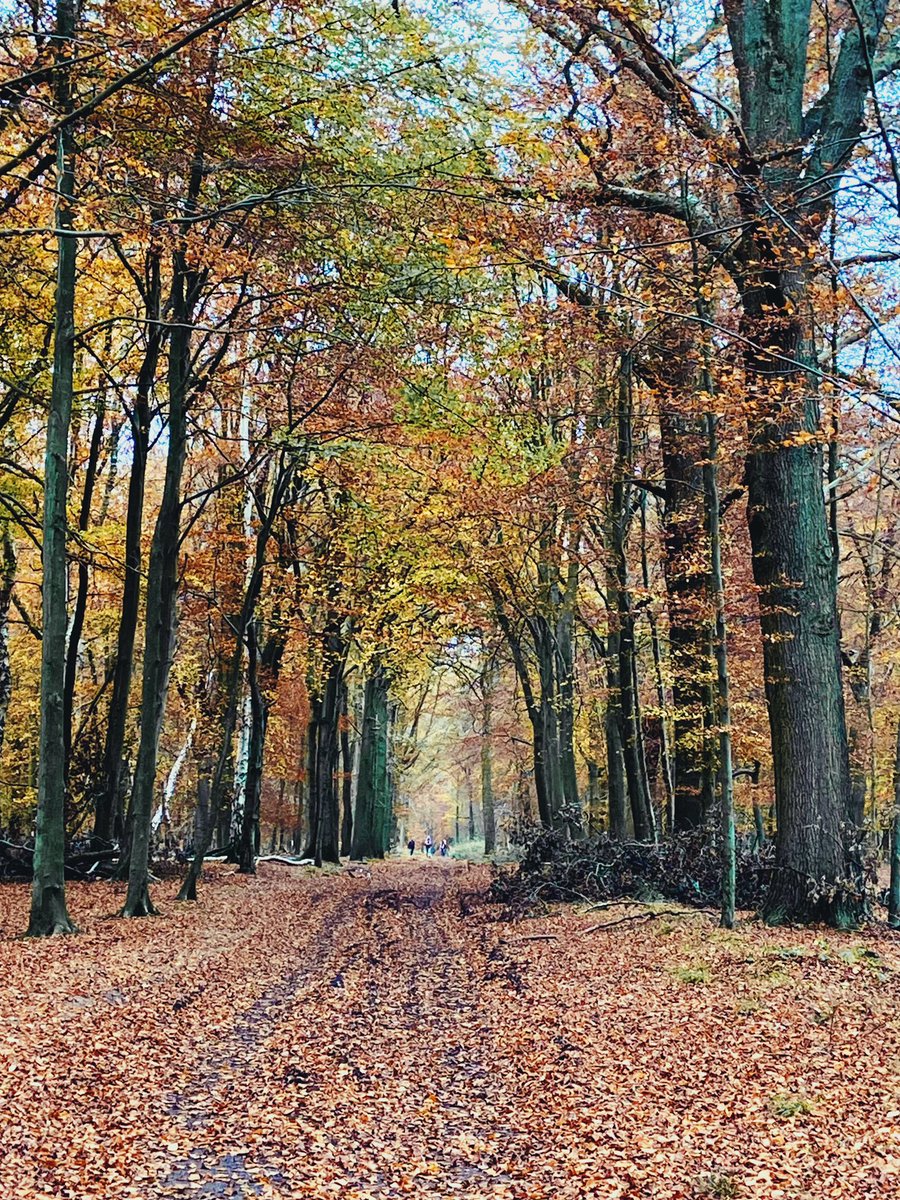 Ashridge in Autumn 
💛💚💛💚💛 @StormHour @ThePhotoHour @AshridgeNT #ashridge #chilterns #autumn 
instagram.com/p/CWiM0PdDAmN/