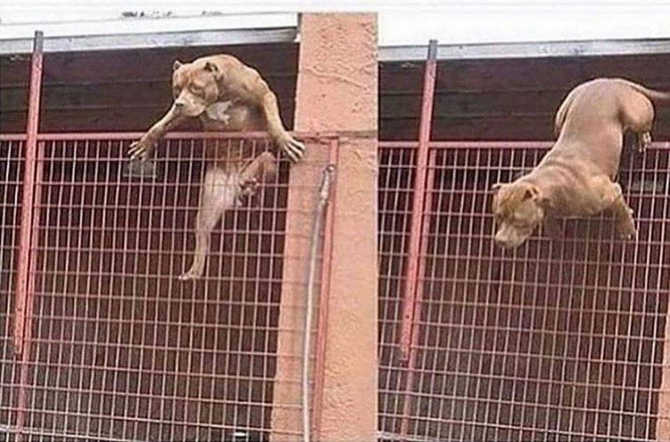 Owner: "Just stand still they won't bite."
You: ?