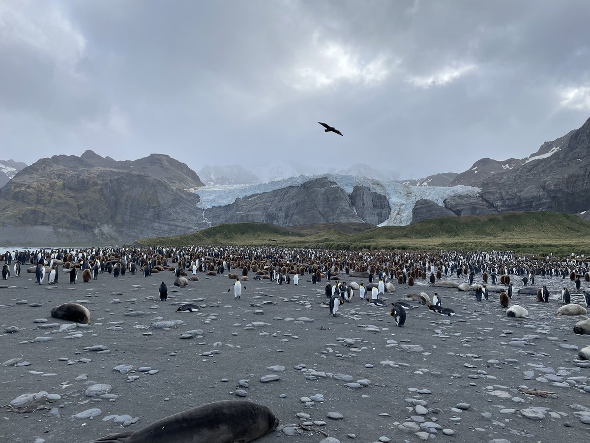 brcl's tweet image. South Georgia Island