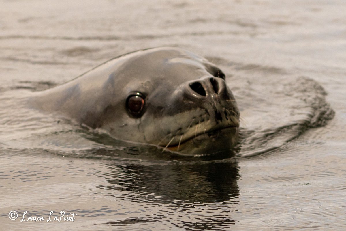 brcl's tweet image. South Georgia Island