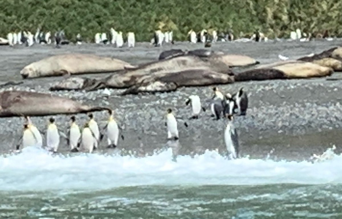 brcl's tweet image. South Georgia Island