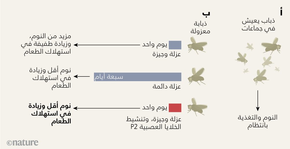 NatMiddleEast's tweet photo. تُعد ذبابة الفاكهة سوداء البطن كائنًا اجتماعيًا، وقد وجد الباحثون مؤخرًا أن الذباب الذي يتعرَّض لعزلة اجتماعية دائمة تظهر عليه أنماط عدم انتظام النوم والتغذية، ما يلقي الضوء على الآثار السلبية التي يمكن أن تعود على الصحة من جرّاء غياب التواصل الاجتماعي لمدة طويلة. 

#نيتشر https://t.co/Se2keDbYdd