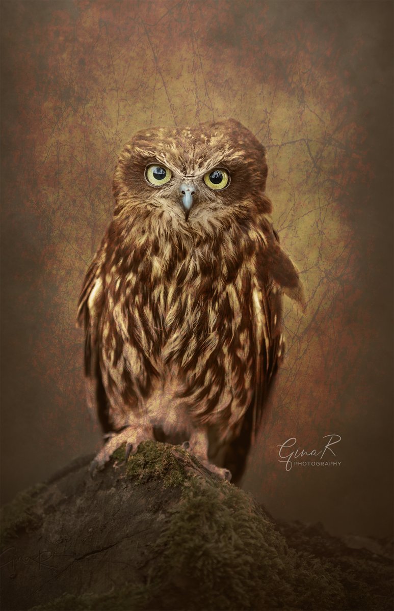 ginachillin's tweet photo. I took this image a few years ago on a photography day at @bridlingtonpark and then had a play with textures β€οΈ#owl #fineart #texturetastic #ginar #Hull #Yorkshire https://t.co/qPSImTdpu8