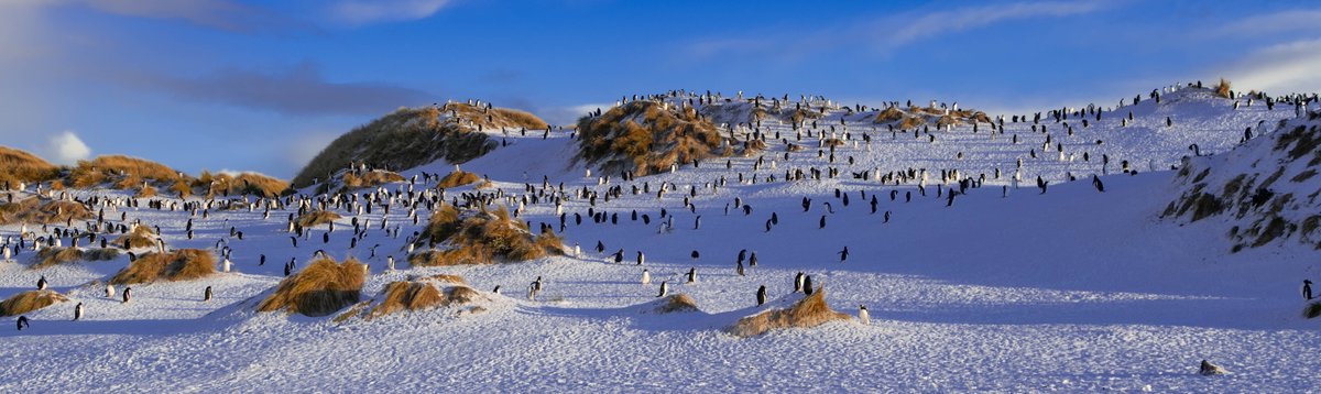 #Numbers of penguins in the #Falklands can reach up to a million every summer, that’s over 300 times the population of the Falklands.