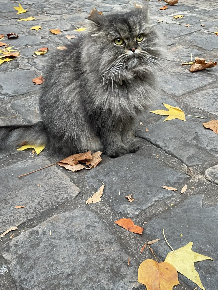 I went to Paris yesterday. I took 26 photographs and 19 of them were of this cat.