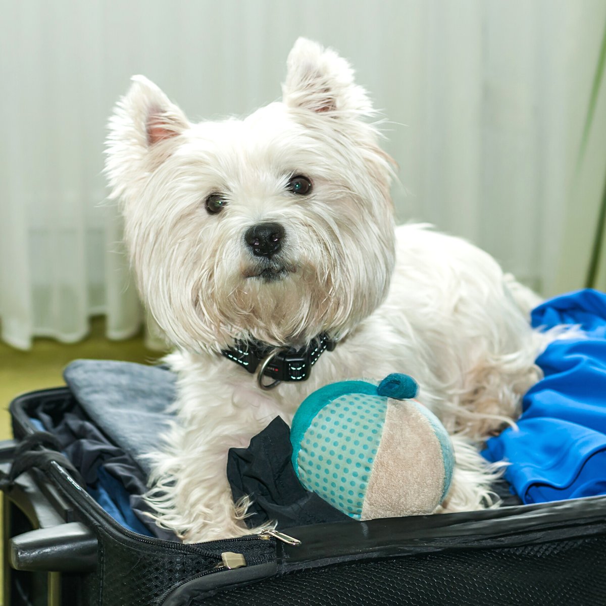 PDSA_HQ's tweet photo. Does your pet have an emergency bag? ⛑️⚠️ Whether you know your pet might need an overnight stay somewhere else soon, or you just like being prepared, putting together an emergency #pet bag is a good idea.

What to put in an emergency pet bag: https://t.co/qRnCcBPZHR https://t.co/MpPTRrEIRc