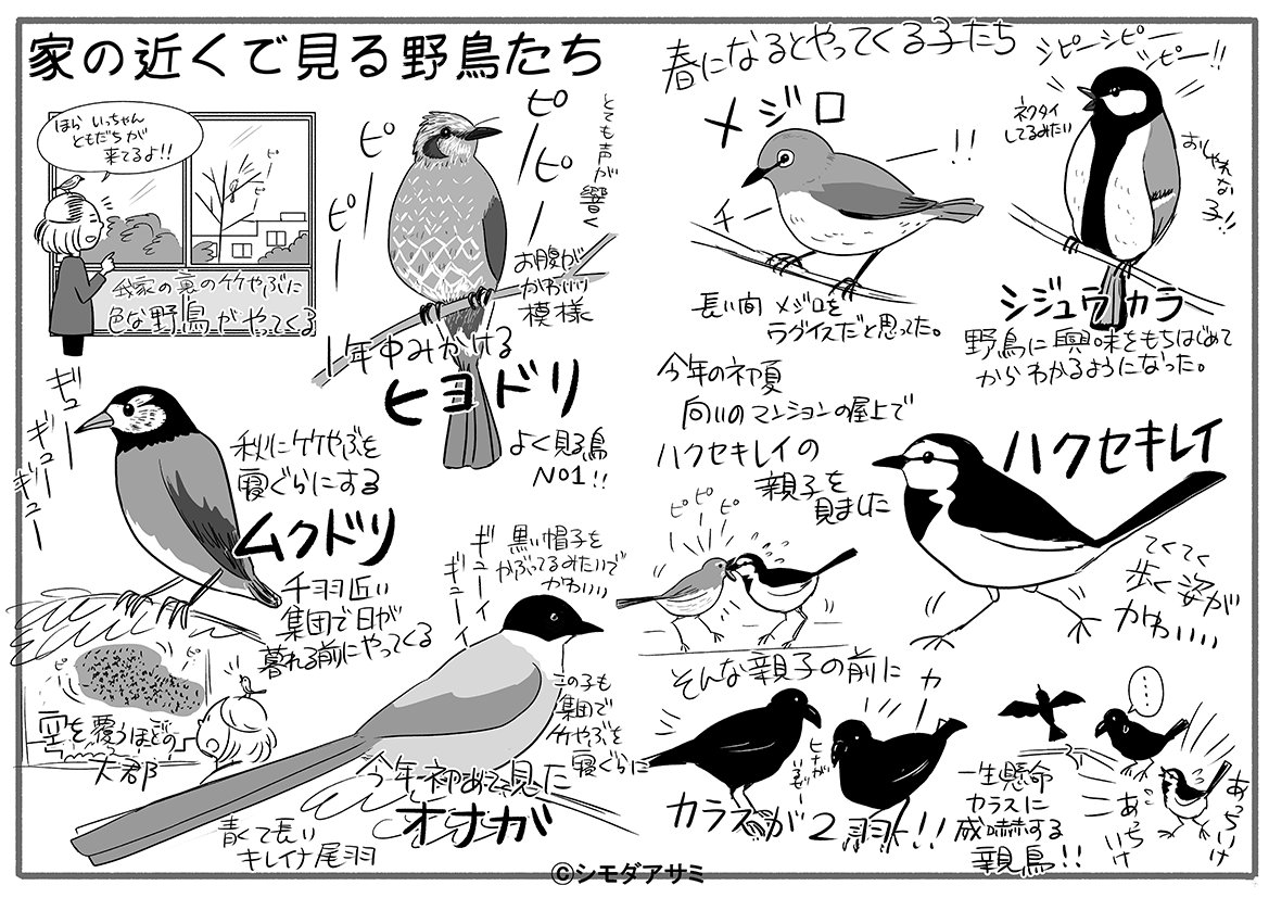 今日のコミティアの無配ペーパーです。野鳥に興味ある人がたくさんいて嬉しかったです!私も今年から野鳥に興味を持ち始めました! 