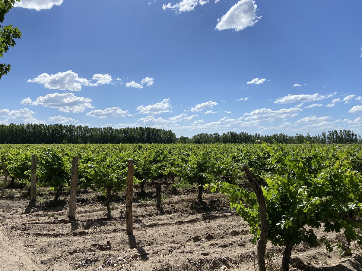 vinecol's tweet photo. Nuestro viñedo orgánico certificado. Desde 1998 que trabajamos con prácticas orgánicas cuidando nuestra tierra #viñedoorganico #bodegaorganica #vinoorganico https://t.co/Ytb1KQTZcp