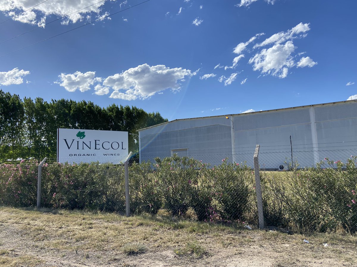 vinecol's tweet photo. Nuestro viñedo orgánico certificado. Desde 1998 que trabajamos con prácticas orgánicas cuidando nuestra tierra #viñedoorganico #bodegaorganica #vinoorganico https://t.co/Ytb1KQTZcp