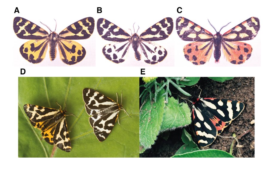 Bioinformaticx's tweet image. A haplotype-resolved, de novo genome assembly for the wood tiger moth (Arctia plantaginis) through trio binning

doi.org/10.1093/gigasc…

@GigaScience @Giga_DB
#Bioinformatics #Bioinformaticx