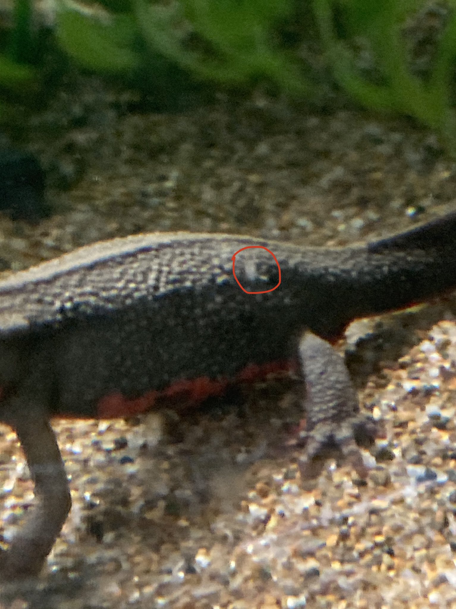 カズ ウチのイモリに白いモヤみたいなのがさっき見たら付いてたんですけどこれって水カビ病ですかね T Co Wd2stej8kl Twitter